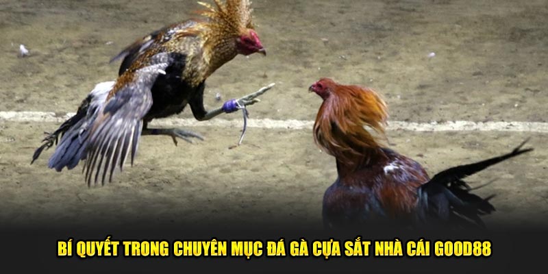 Bi-quyet-trong-chuyen-muc-da-ga-cua-sat-nha-cai-Good88