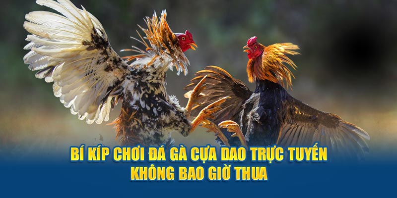 bi-kip-choi-da-ga-cua-dao-truc-tuyen-khong-bao-gio-thua