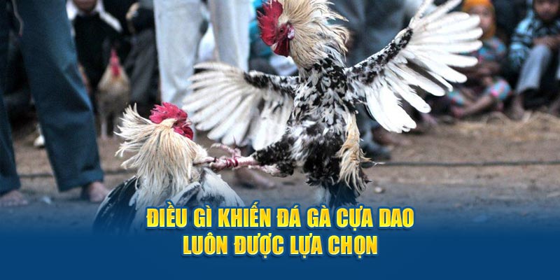 dieu-gi-khien-da-ga-cua-dao-luon-duoc-lua-chon