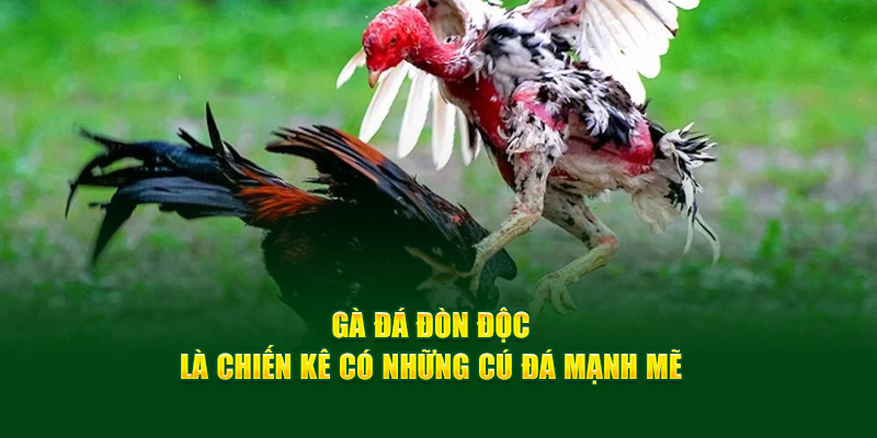 ga-da-don-doc-la-chien-ke-co-nhung-cu-da-manh-me